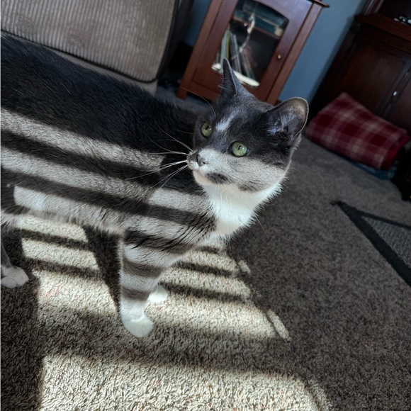 Meet your Posher, Destiny - Picture 1 of 1